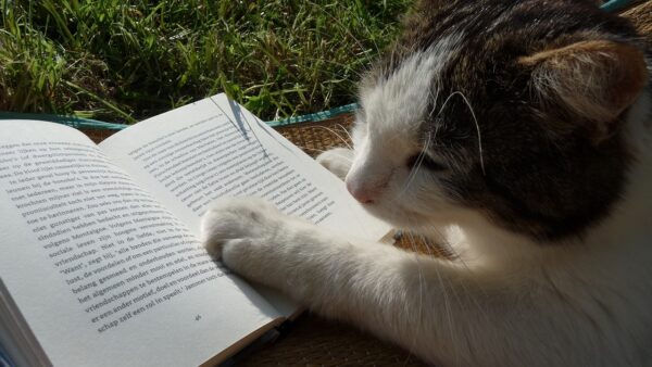 Kissa pitää tassua avonaisen kirjan päällä.