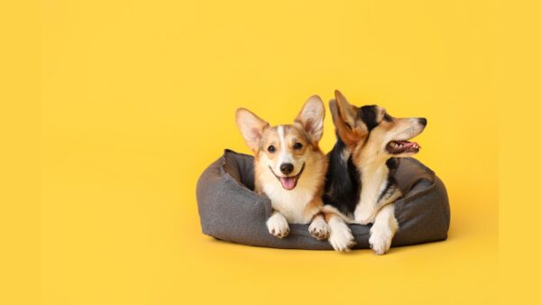 Kaksi corgi-koiraa makaa koiranpedillä. Kuvassa keltainen tausta.